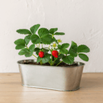 Macetero Metálico para Frutillas - Imagen 2